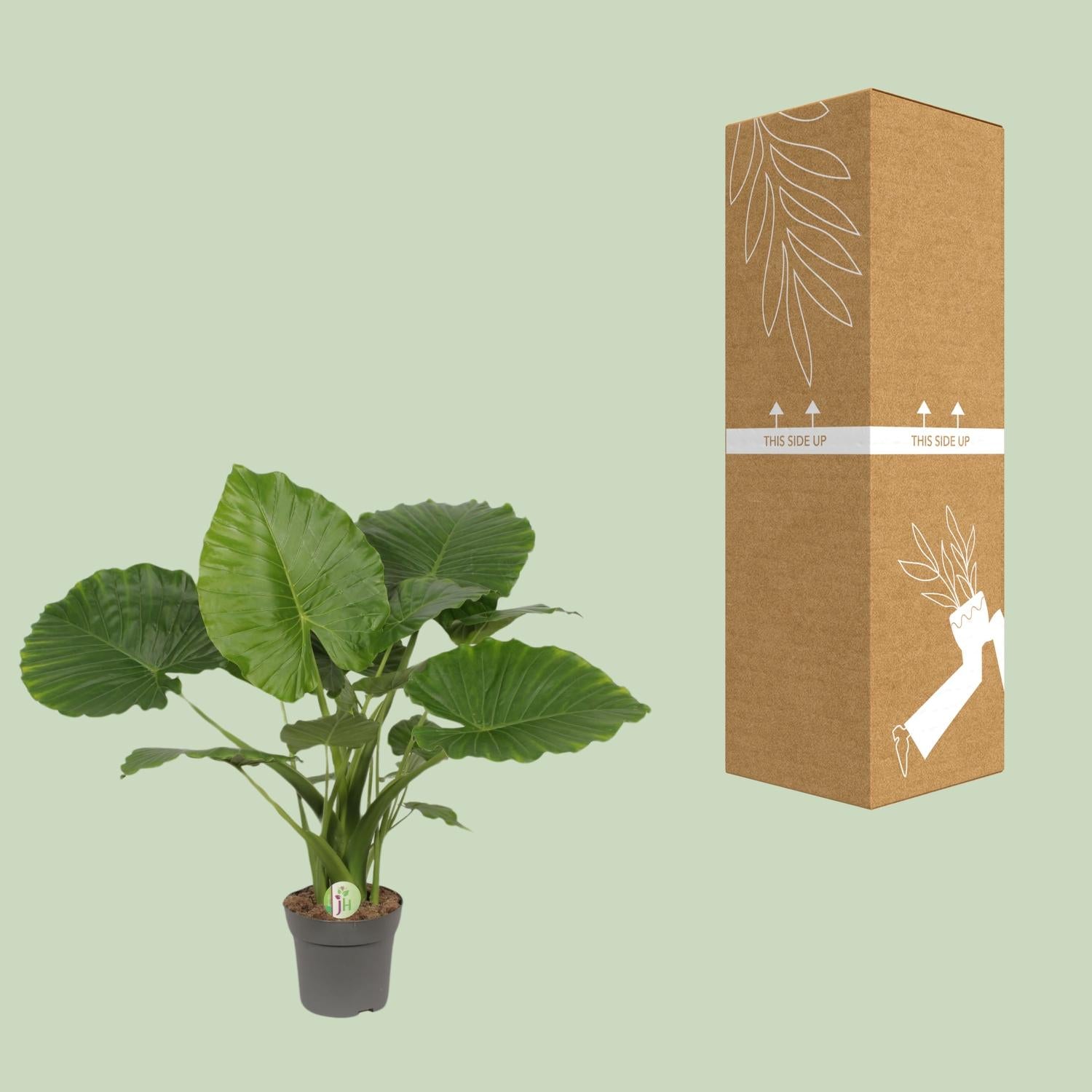 Alocasia Gageana California (olifantsoor) 80 cm hoog, pot ø21 cm
