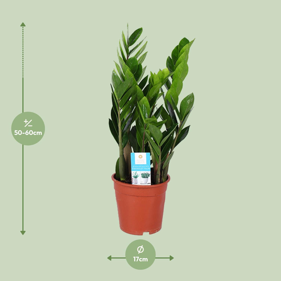 Zamioculcas (Zamioculcas zamiifolia) 60 cm høj, potte ø17 cm