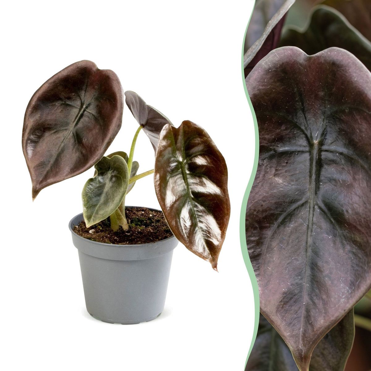 Alocasia cuprea 'Red'