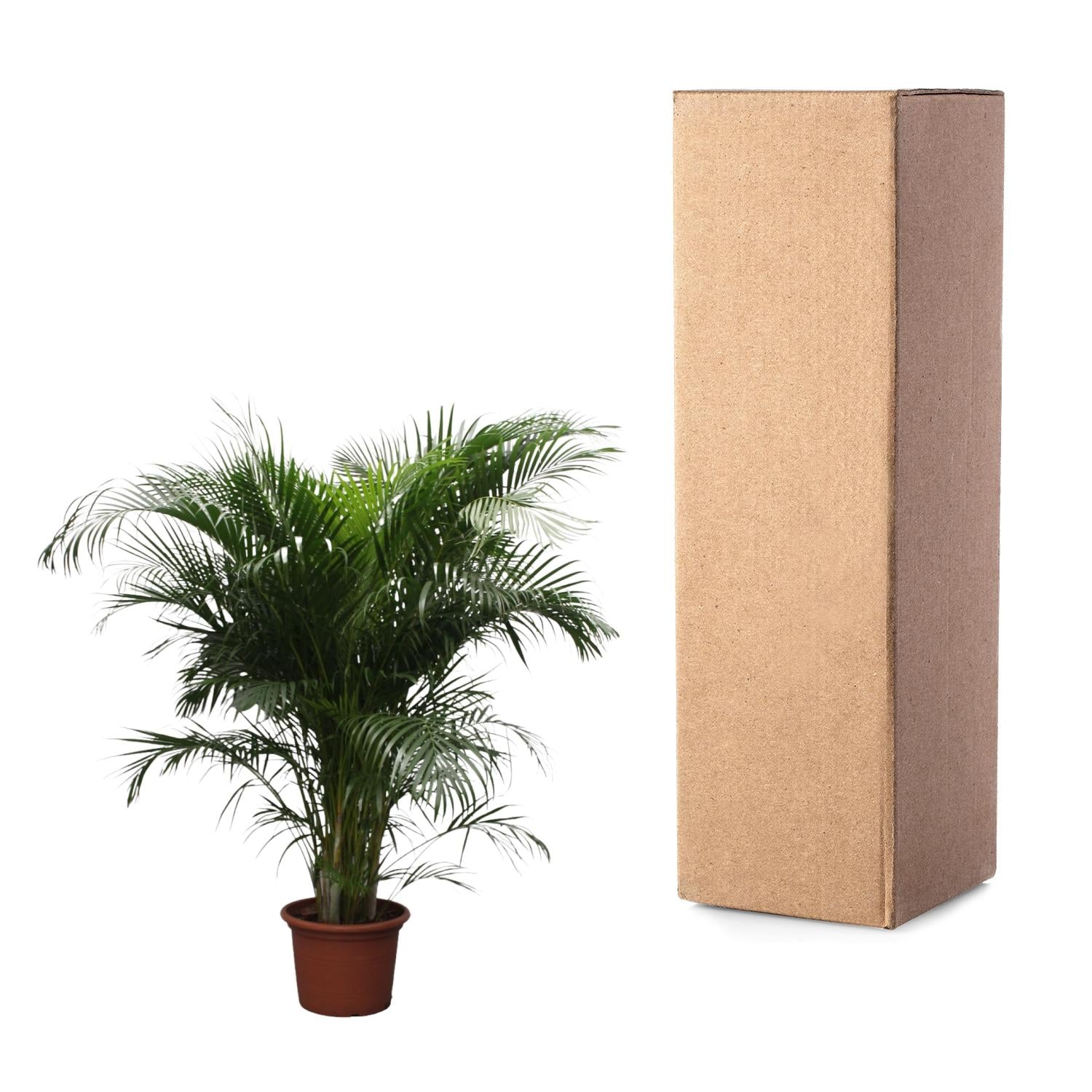 Dypsis Lutescens (Areca Palm) - 230 cm - ø40 - XXLplant