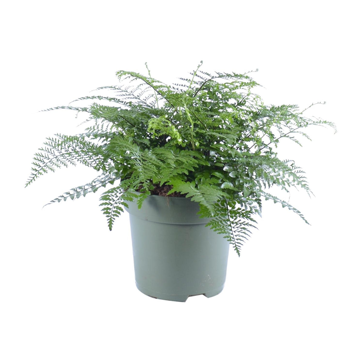 Vogelnestvaren (Asplenium 'Parvati')