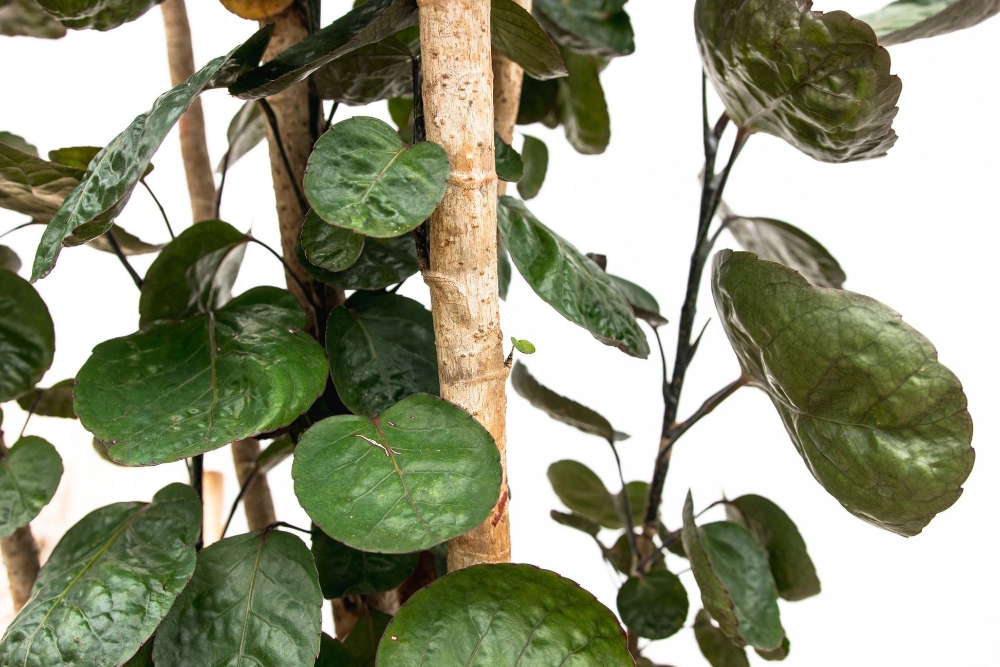 Polysicas Fabian XXL - 150 cm - ⌀30 - XXLplant