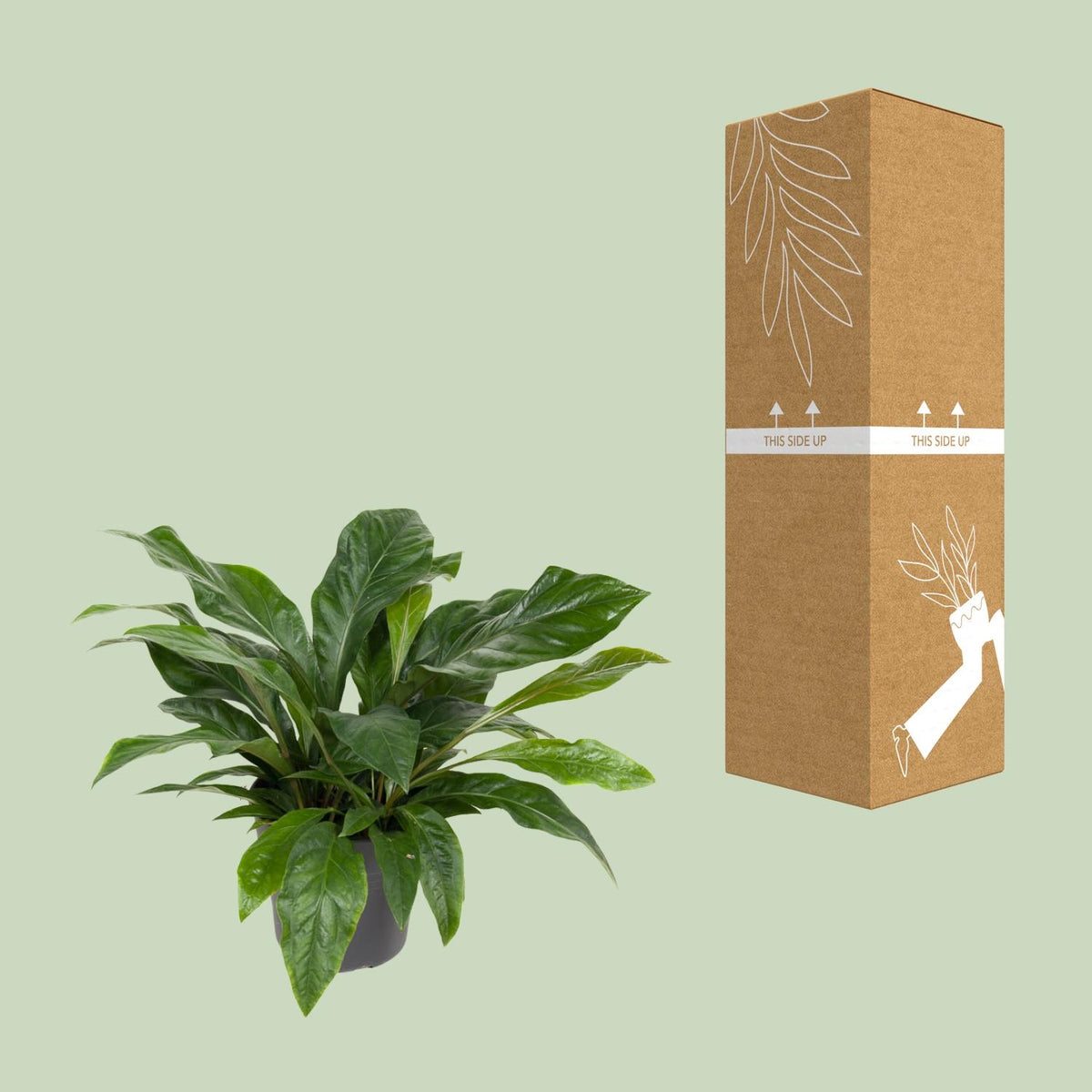 Flamingoplant (Anthurium 'Jungle Bush')