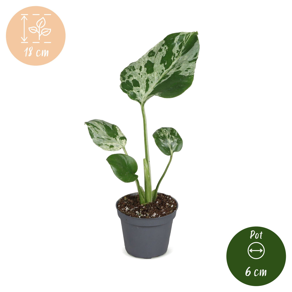 Monstera 18 cm wysokości, doniczka ø6 cm