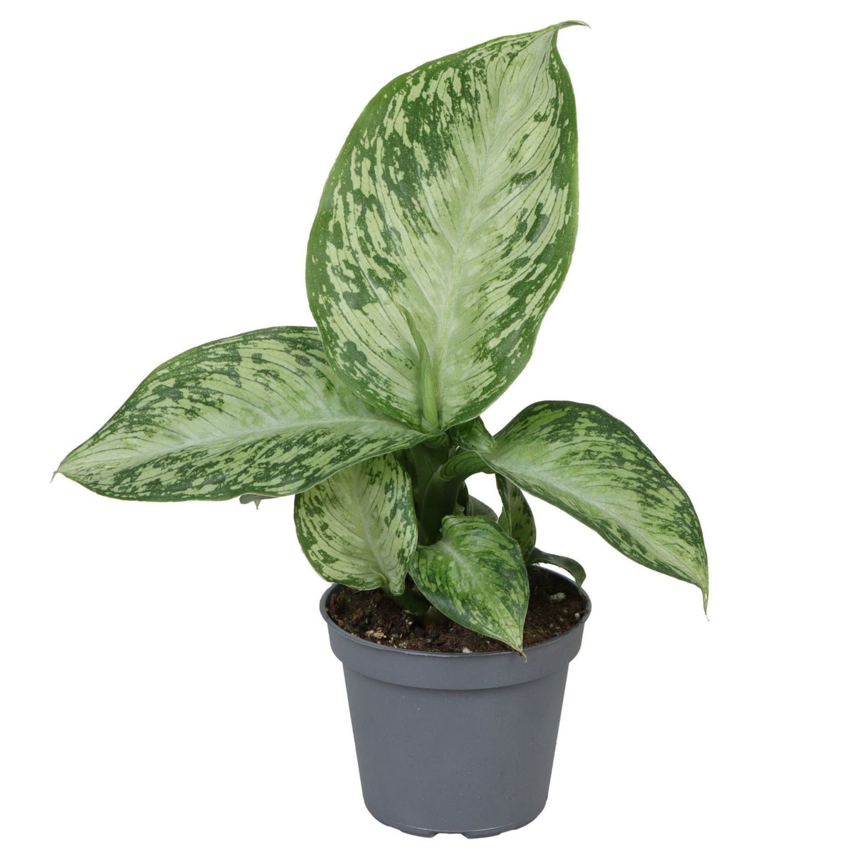 Dieffenbachia 'Snow'