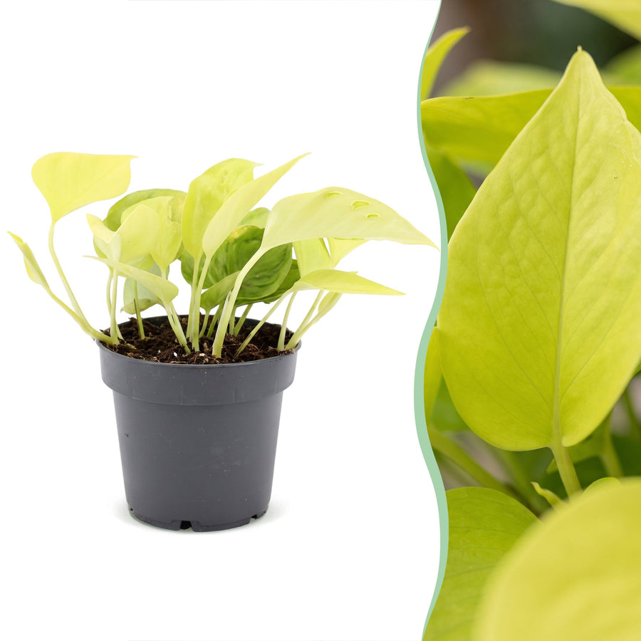 Scindapsus (Epipremnum 'Champs Élysées') 25 cm hoog, pot ø12 cm