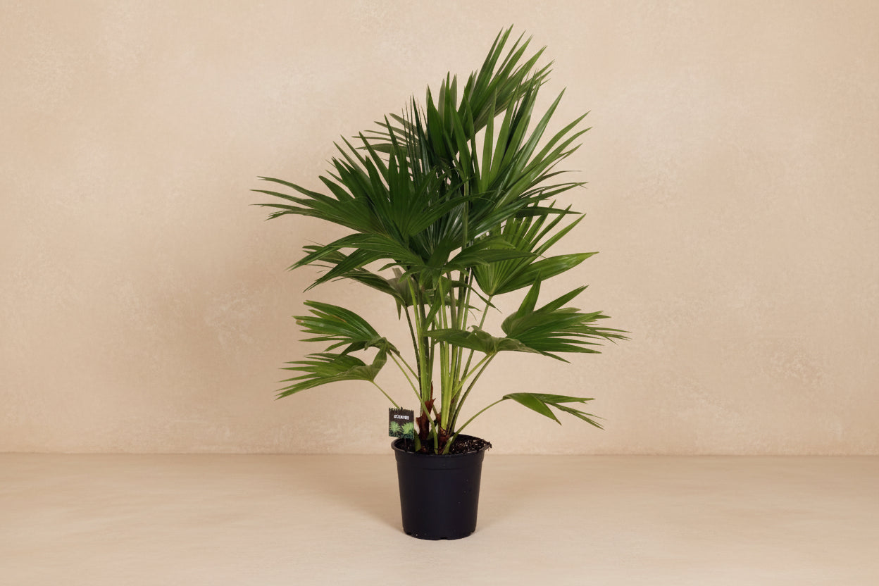 Livistona Chinensis - Ø24cm - ↕100cm