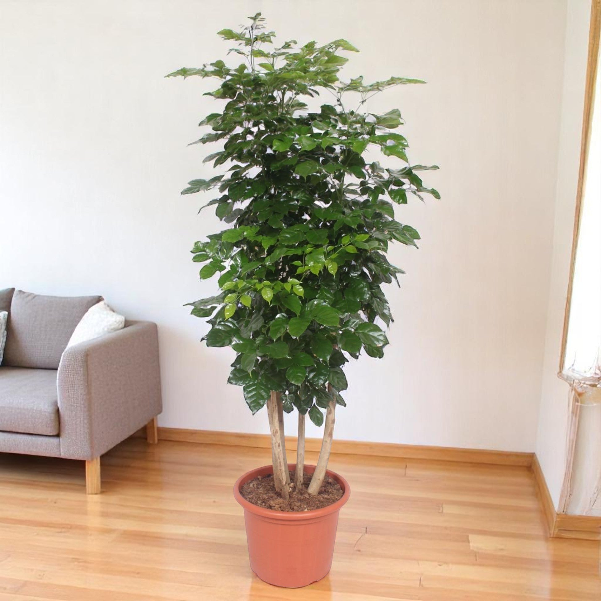Radermachera Hainanensis plant with glossy dark green leaves in a pot, 190 cm tall, elegant indoor decor.