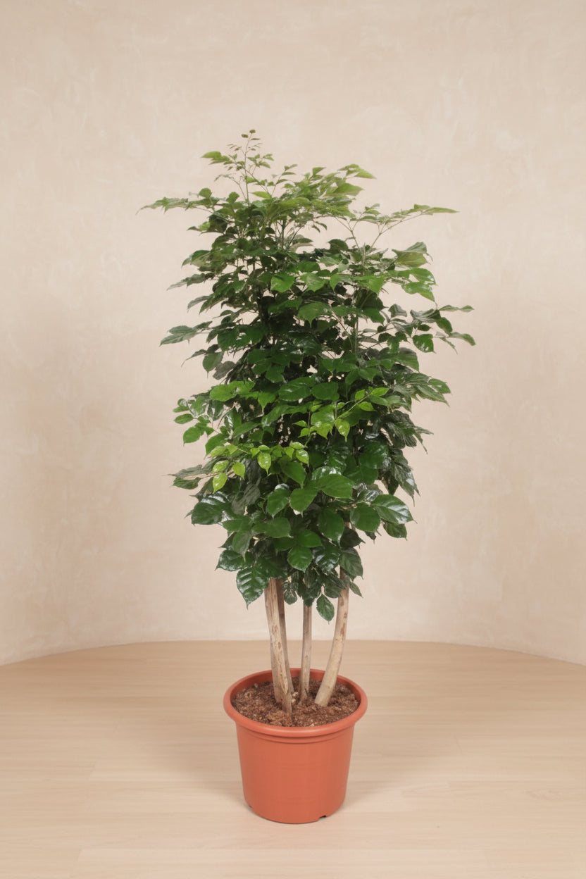 Radermachera Hainanensis plant with glossy, dark green leaves, 190 cm tall in a 40 cm pot.