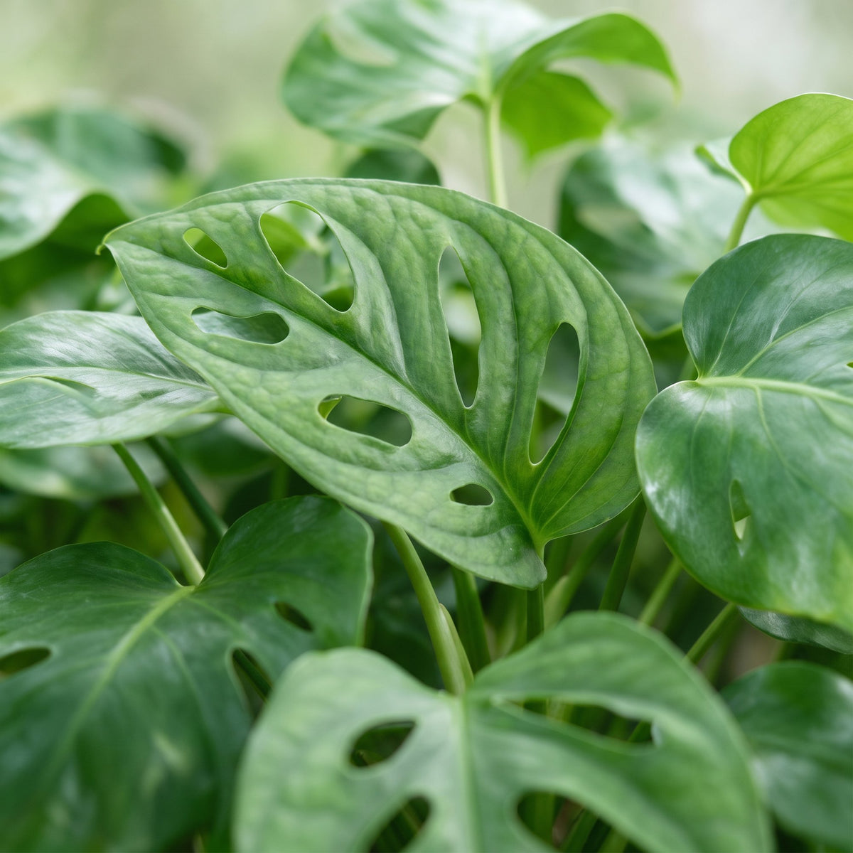Monstera obliqua