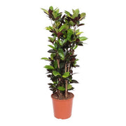 Croton Iceton (Codiaeum) 140 cm høj, potte ø27 cm