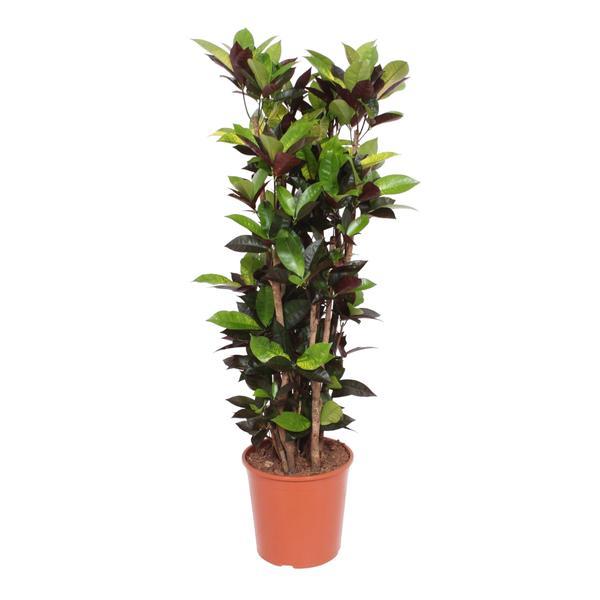 Croton Iceton (Codiaeum) 140 cm hoog, pot ø27 cm