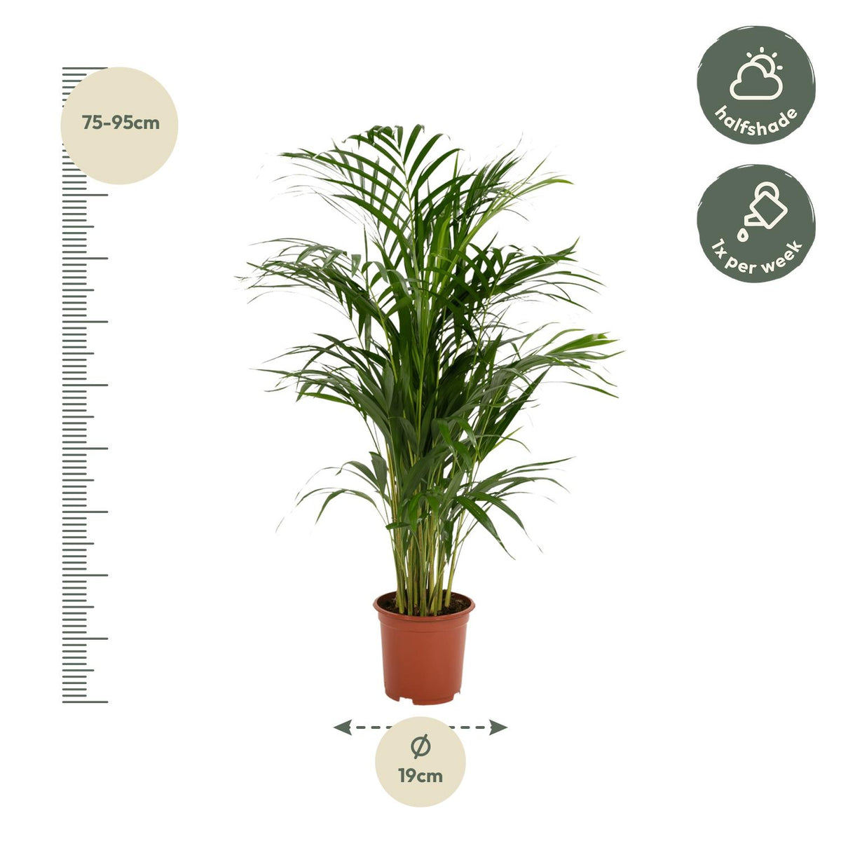 Goudpalm (Dypsis lutescens)