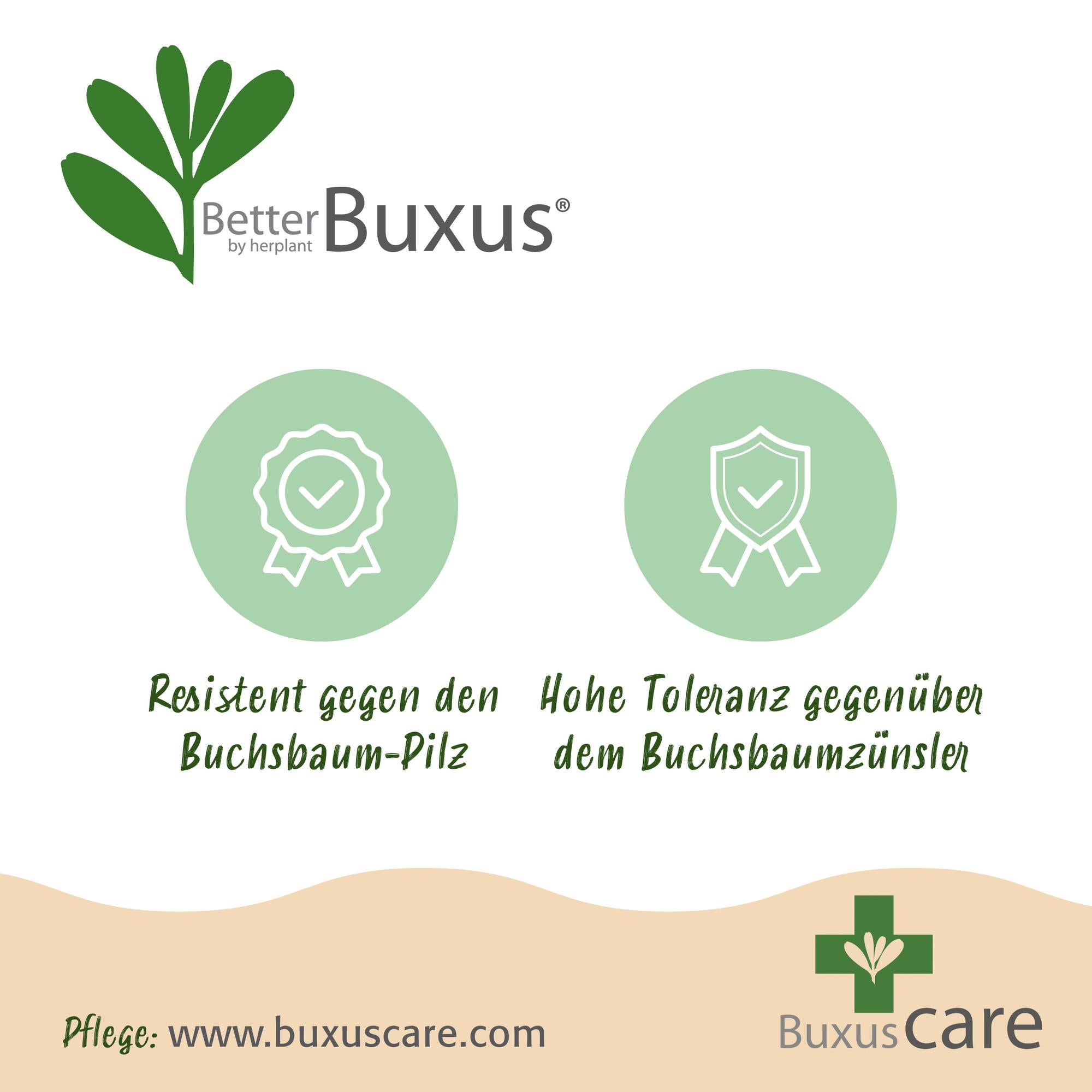 Schimmelresistente buxus bol 30 cm, pot ø26 cm, set van 2
