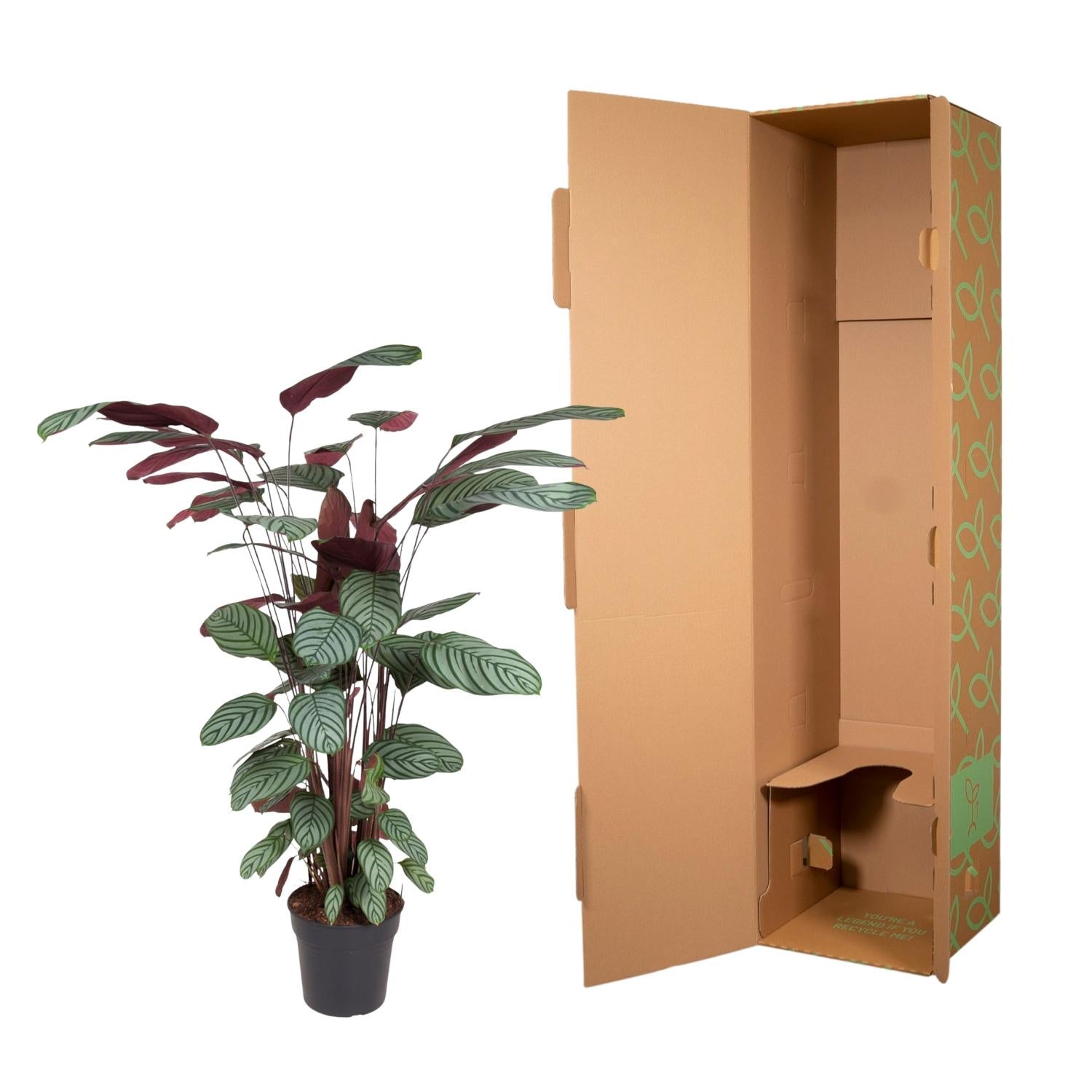 Pauwplant (Calathea oppenheimiana) 130 cm hoog, pot ø27 cm