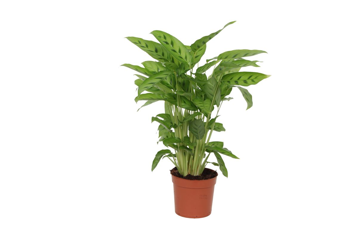 Calathea Leopardina op 35cm — XXLplant