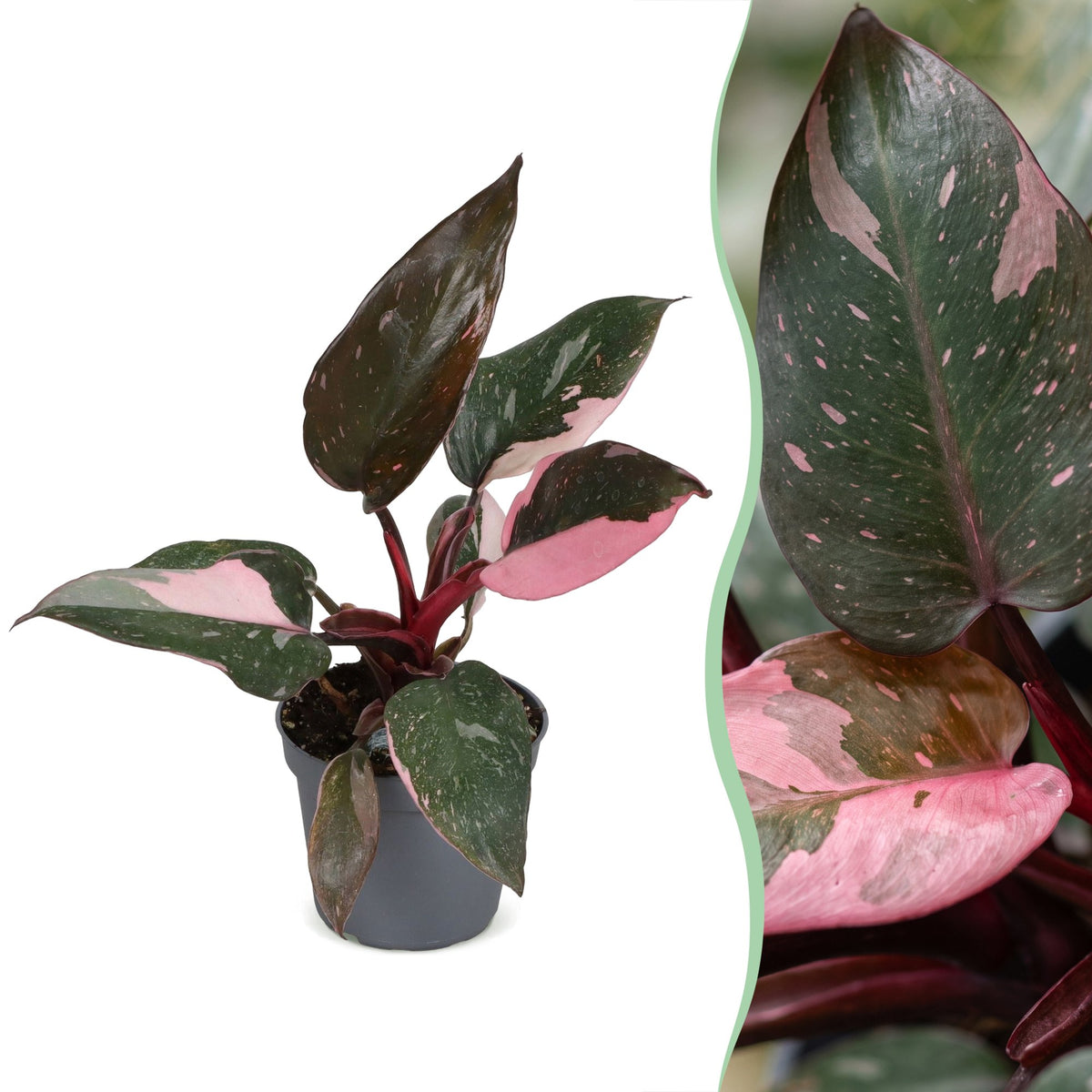 Philodendron 12 cm hoch, Topf ø6 cm