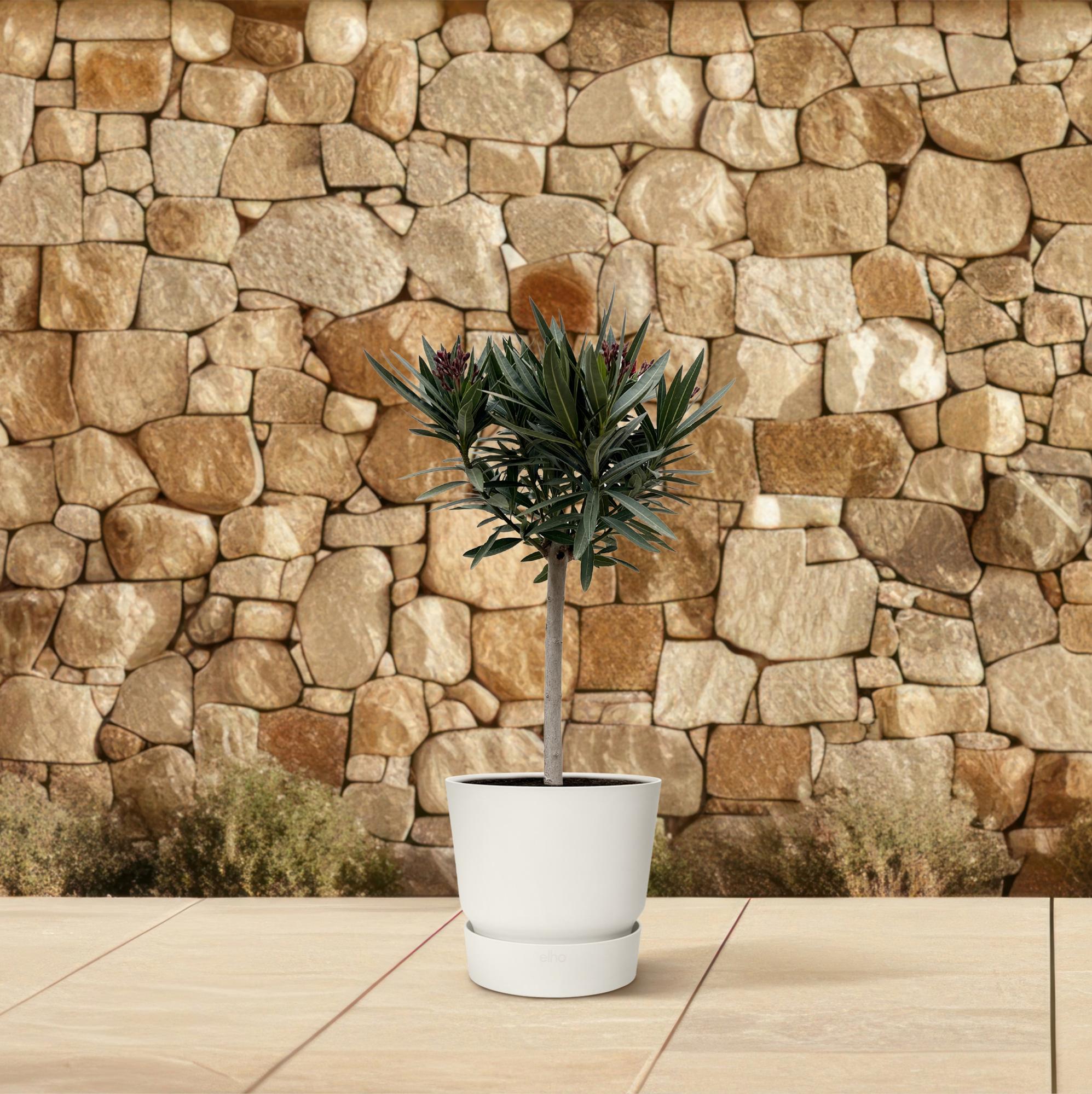 Oleander op stam roze bloem (Nerium oleander) 90 cm hoog, pot ø22 cm