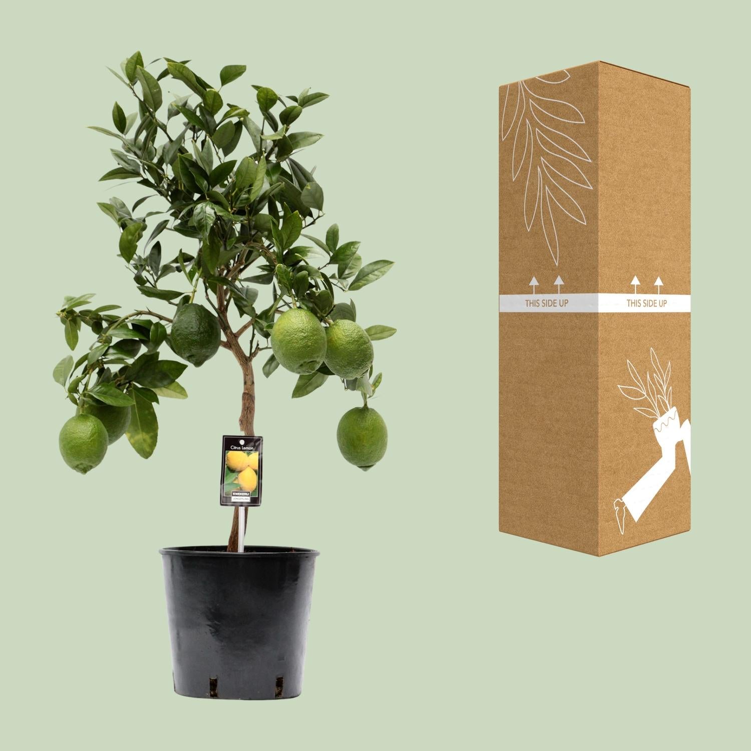 Citroenboom (Citrus limon) 80 cm hoog, pot ø22 cm