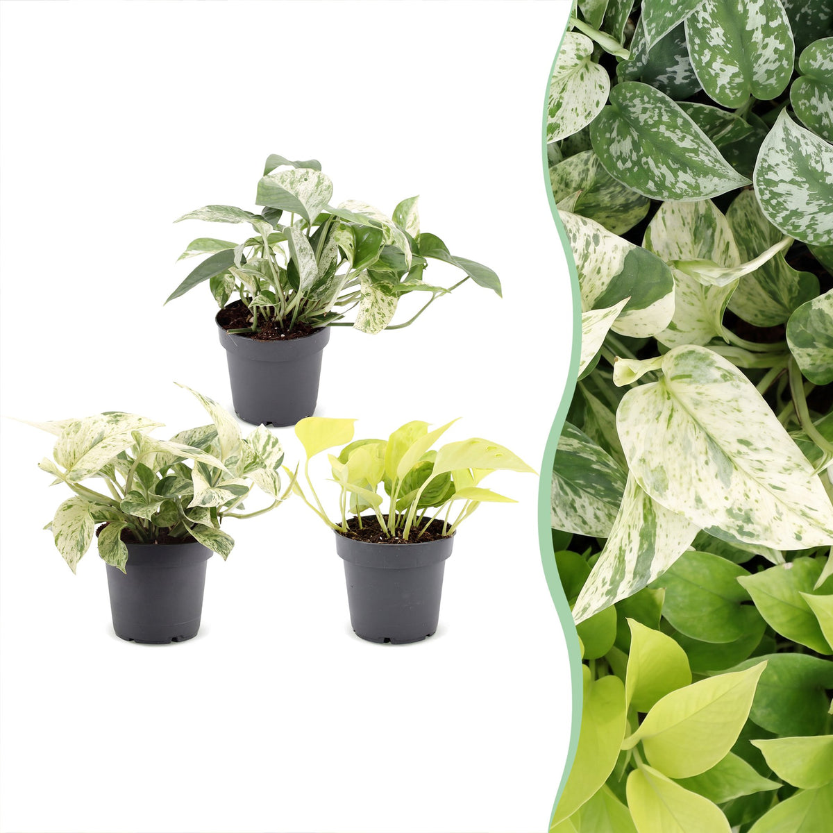Epipremnum Tricolour