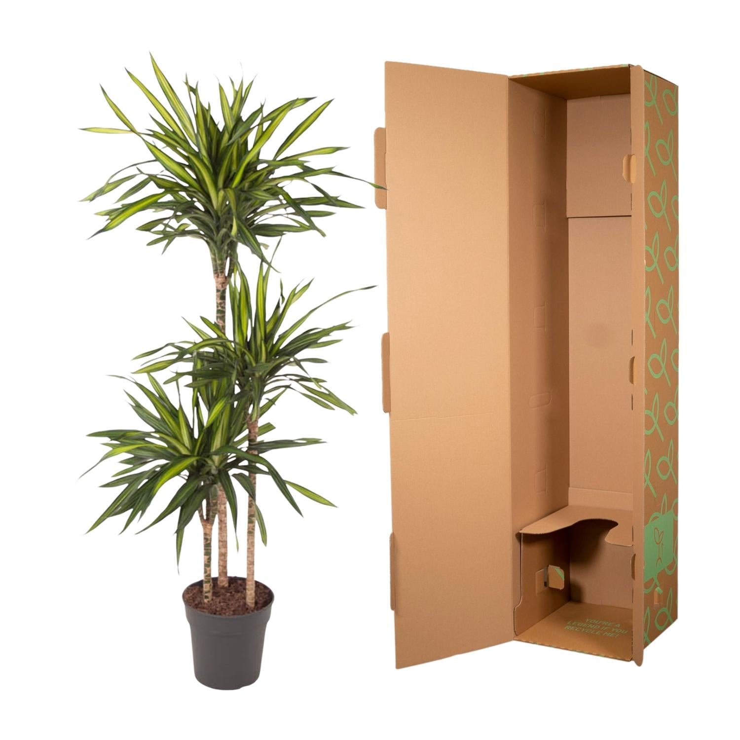 Dracaena Riki (drakenbloedboom) 140 cm hoog, pot ø24 cm
