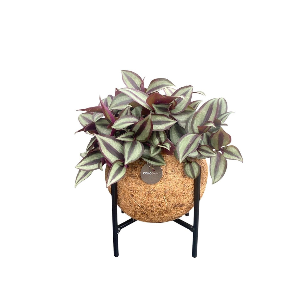 Kokodama erba zebra su supporto metallico, sfera ø15 cm