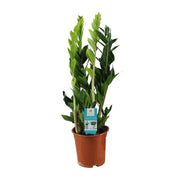 Zamioculcas zamiifolia 65 cm de haut, pot ø17 cm