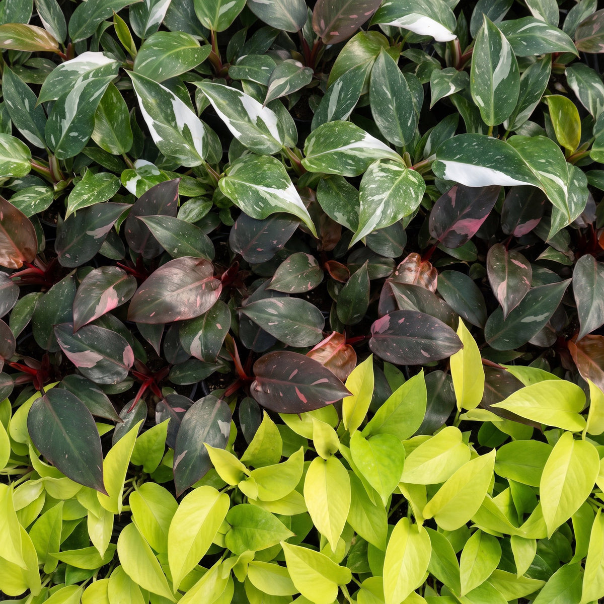 Baby filodendron Tricolour