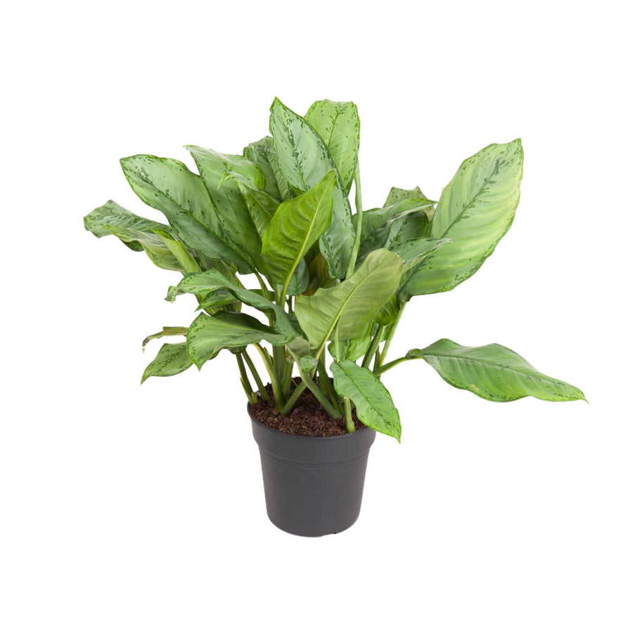 Kolbenfaden (Aglaonema 'B.J. Freeman') 70 cm hoch, Topf ø24 cm