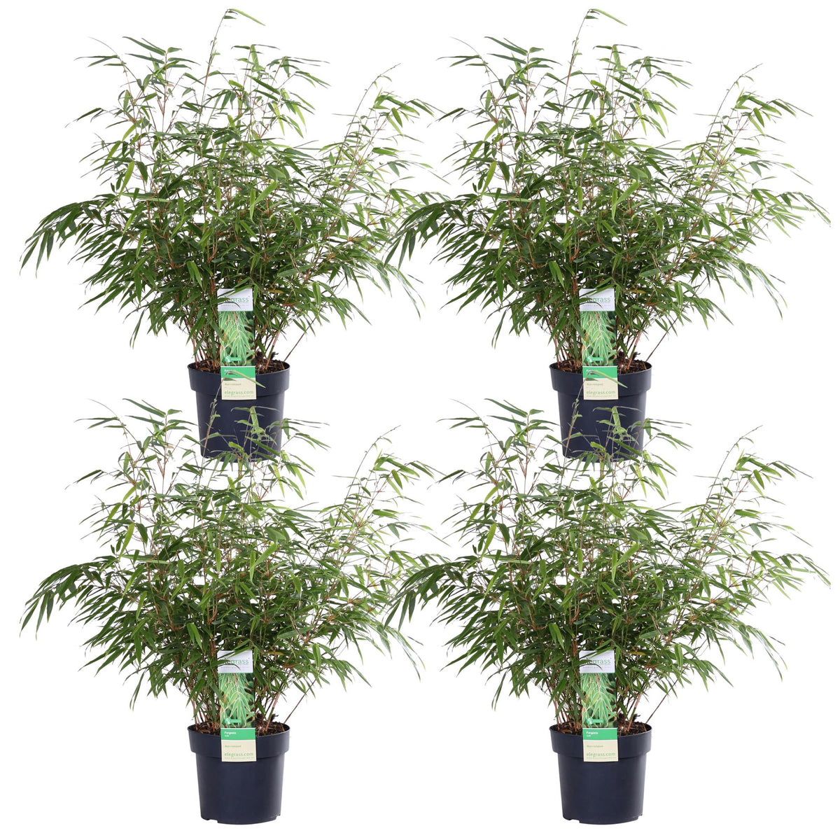 Bambou non traçant , 4 plantes de 60 cm