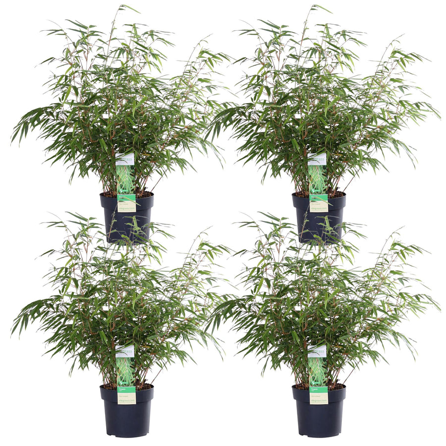 Ikke-spredende bambus (Fargesia rufa), 4 planter på 60 cm