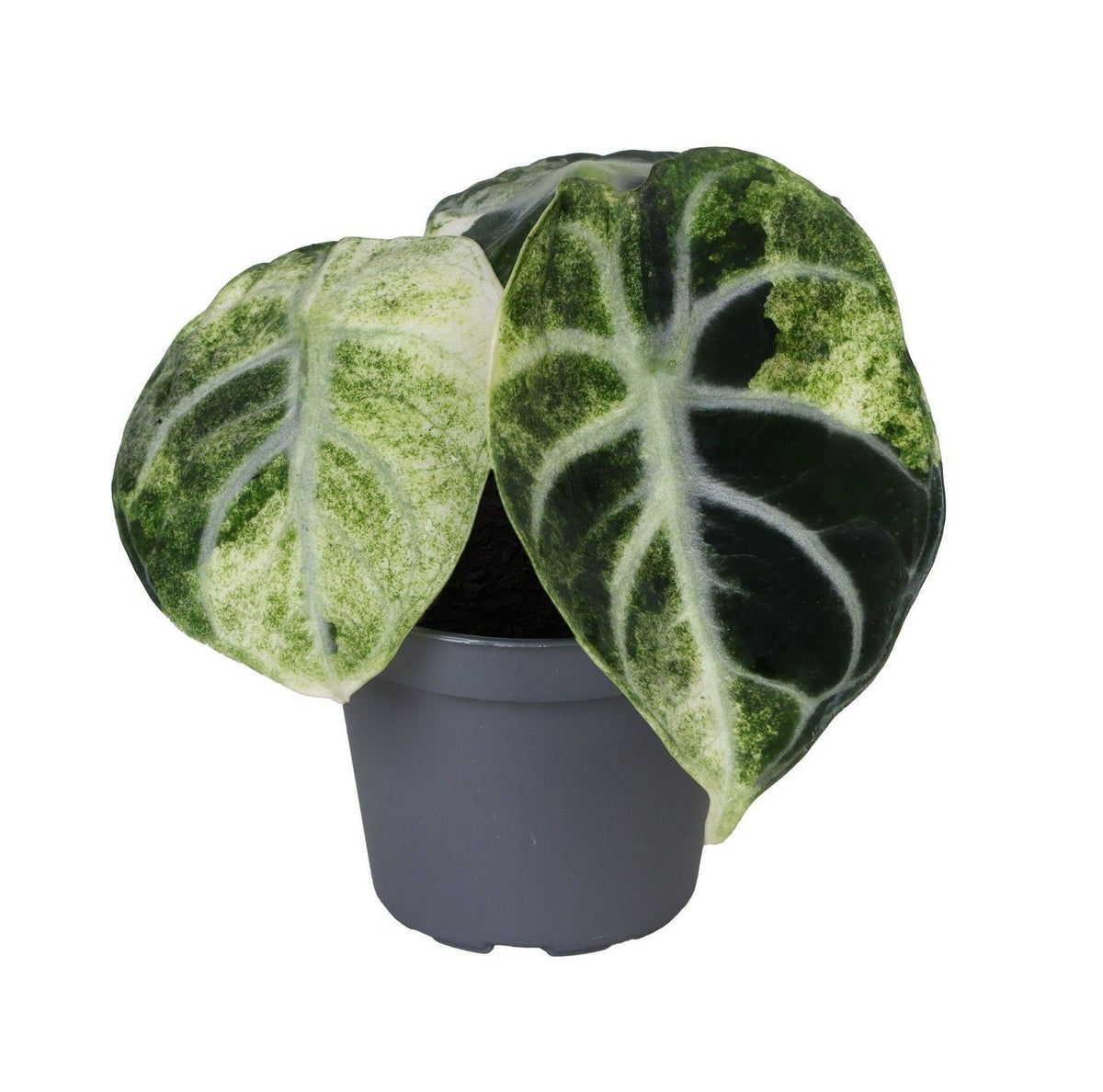 Alokazja 'Ninja Variegata' 5 cm wysokości, doniczka ø6 cm