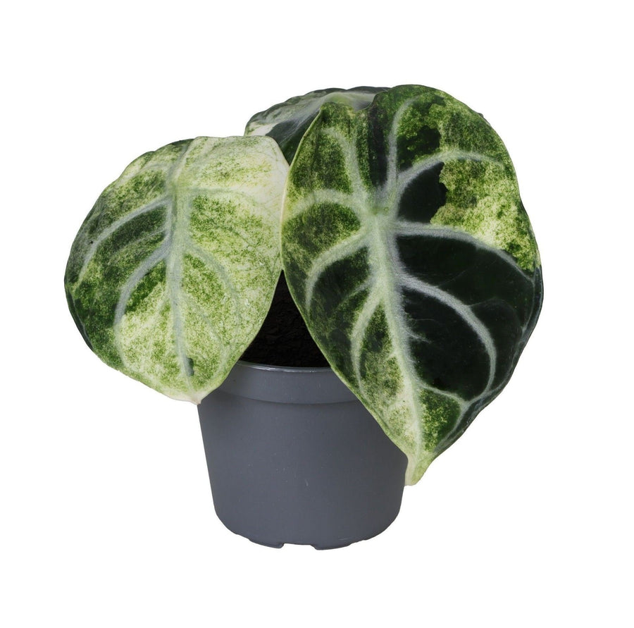 Alokazja 'Ninja Variegata' 5 cm wysokości, doniczka ø6 cm