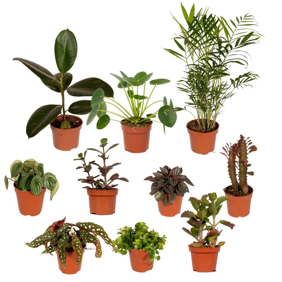 Außenseiterbox Zimmerpflanzen (10 Pflanzen, Topf ø12 cm)