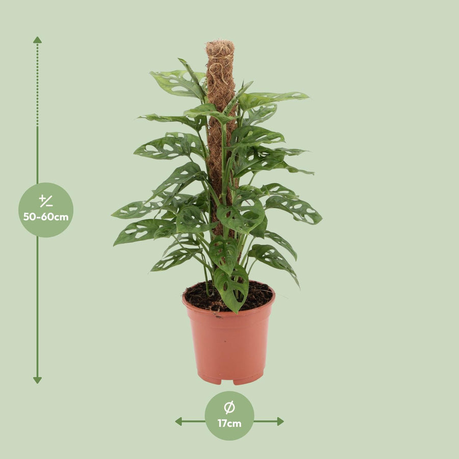 Gatenplant (Monstera adansonii 'Monkey') 60 cm hoog, pot ø17 cm