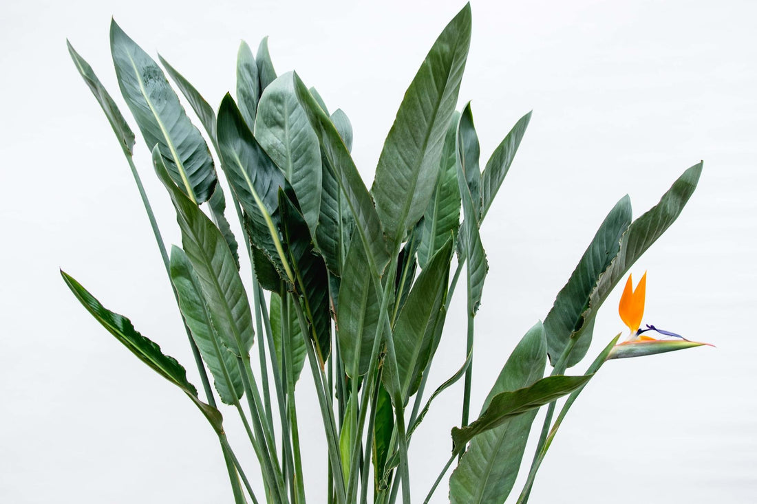 Strelitzia Reginae plant with orange and blue flowers and long green leaves.