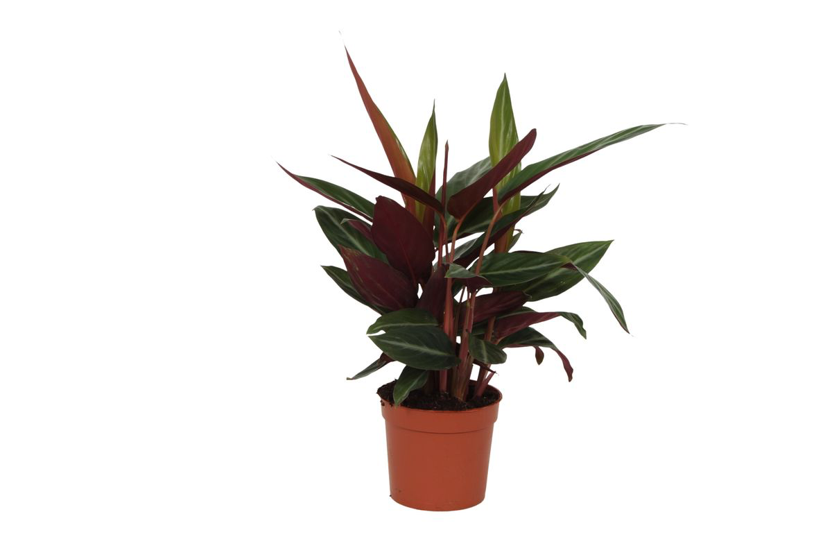 Calathea Stripestar Ø 40cm - ø12