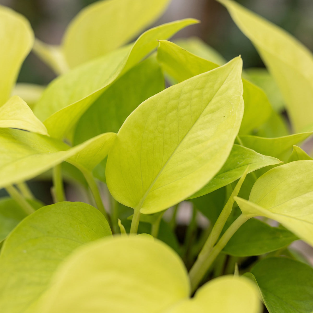 Scindapsus (Epipremnum 'Champs Élysées')
