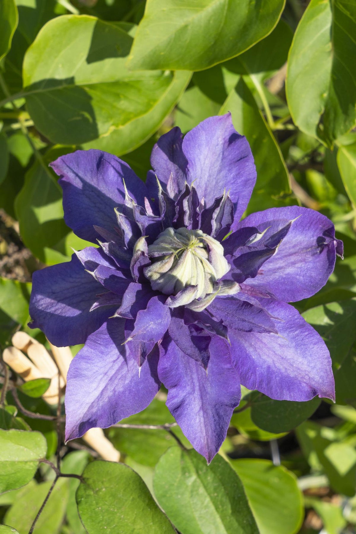 Clematide 'Multi Blue' , 4 piante di 65 cm