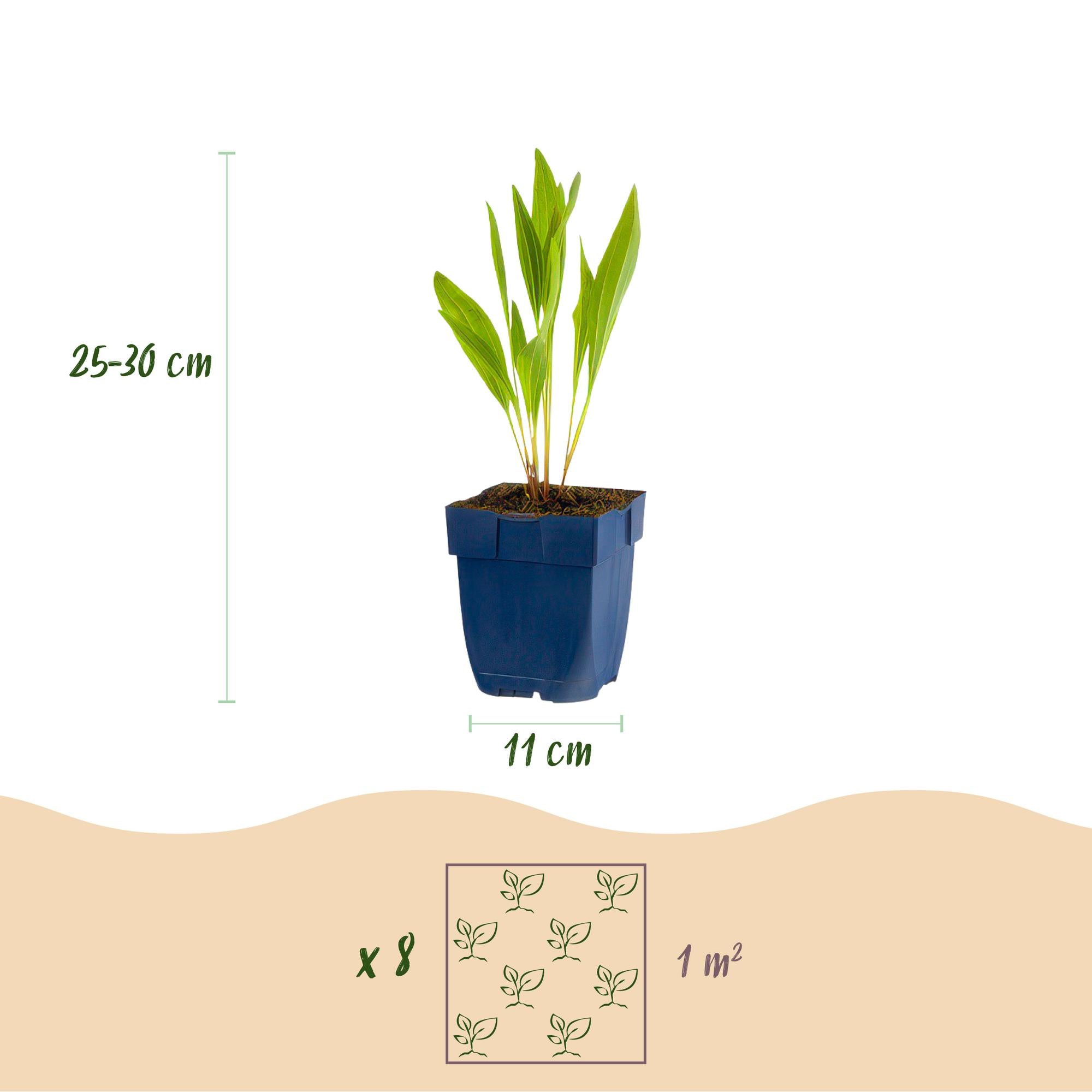 Borderpakket Bijen- en Vlinderlokkend, 8 vaste planten voor 1 m², pot ø11 cm