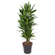 Dragonnier Janet Lind ramifié (Dracaena) 110 cm de haut, pot ø27 cm
