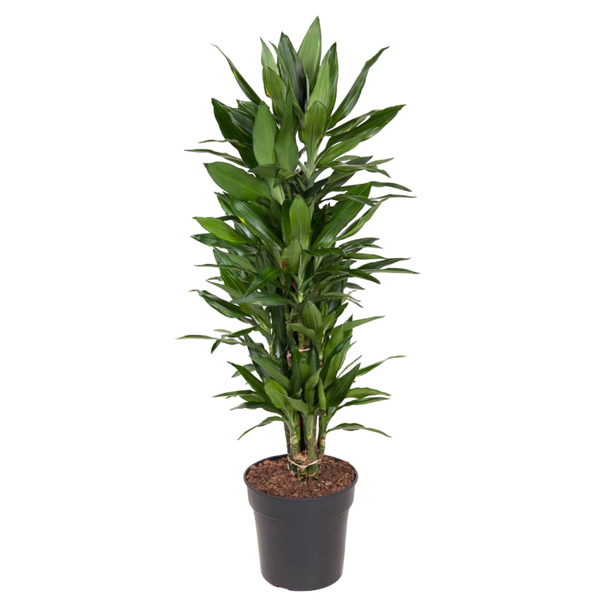 Drakenbloedboom Janet Lind vertakt (Dracaena) 110 cm hoog, pot ø27 cm