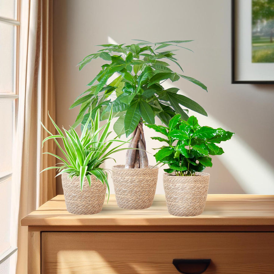 Jardinière respectueuse des animaux avec panier Sofia, lot de 3