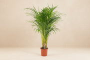 Areca palm / Dypsis lutescens