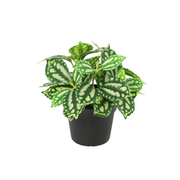 Kunstplant Ijskruid