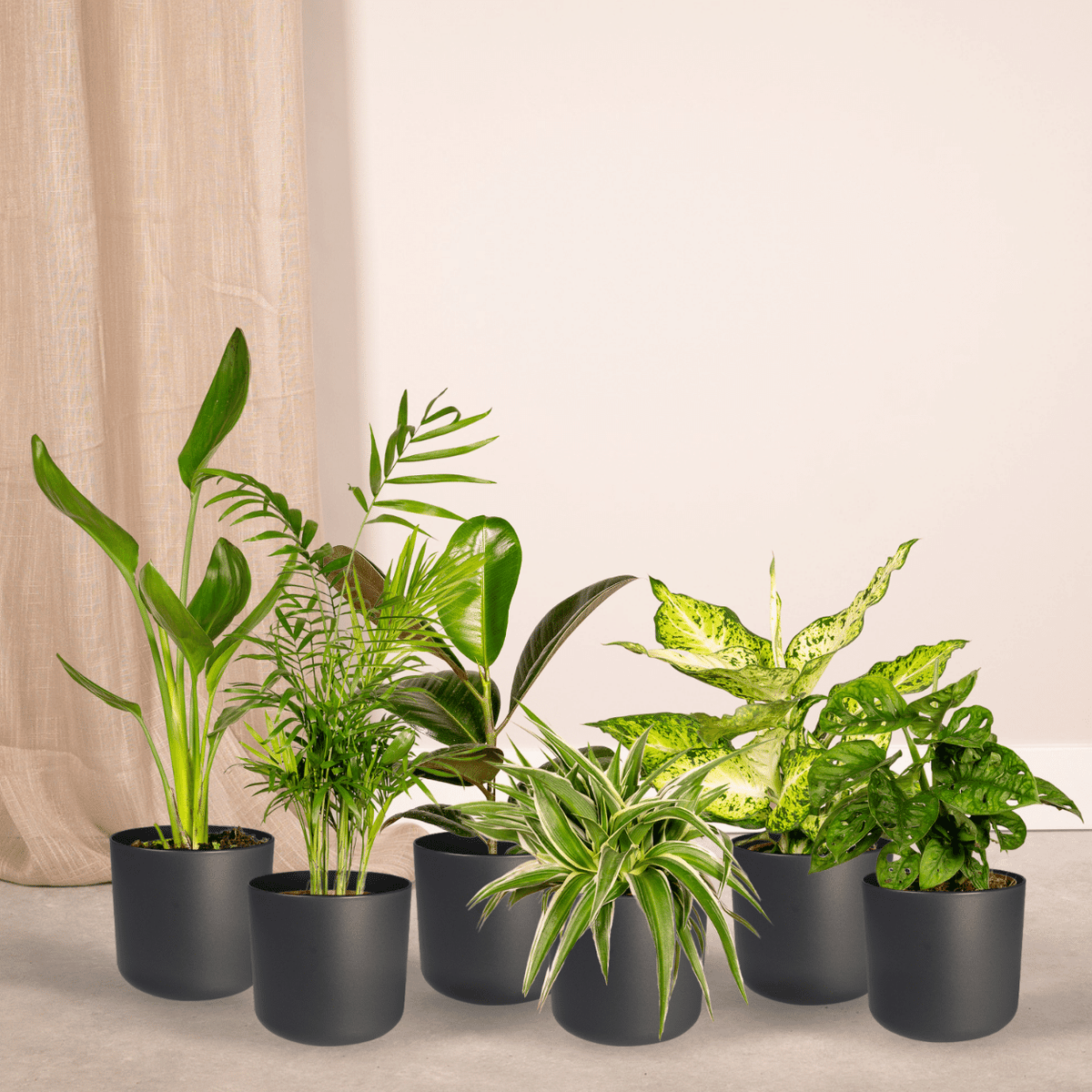 Verrassingsbox kamerplanten