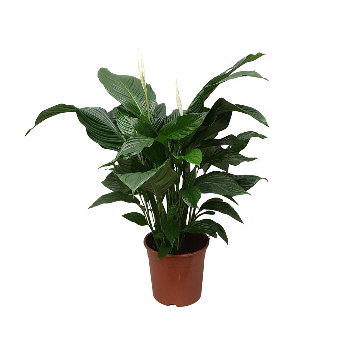 Einblatt 80 cm hoch, Topf ø24 cm