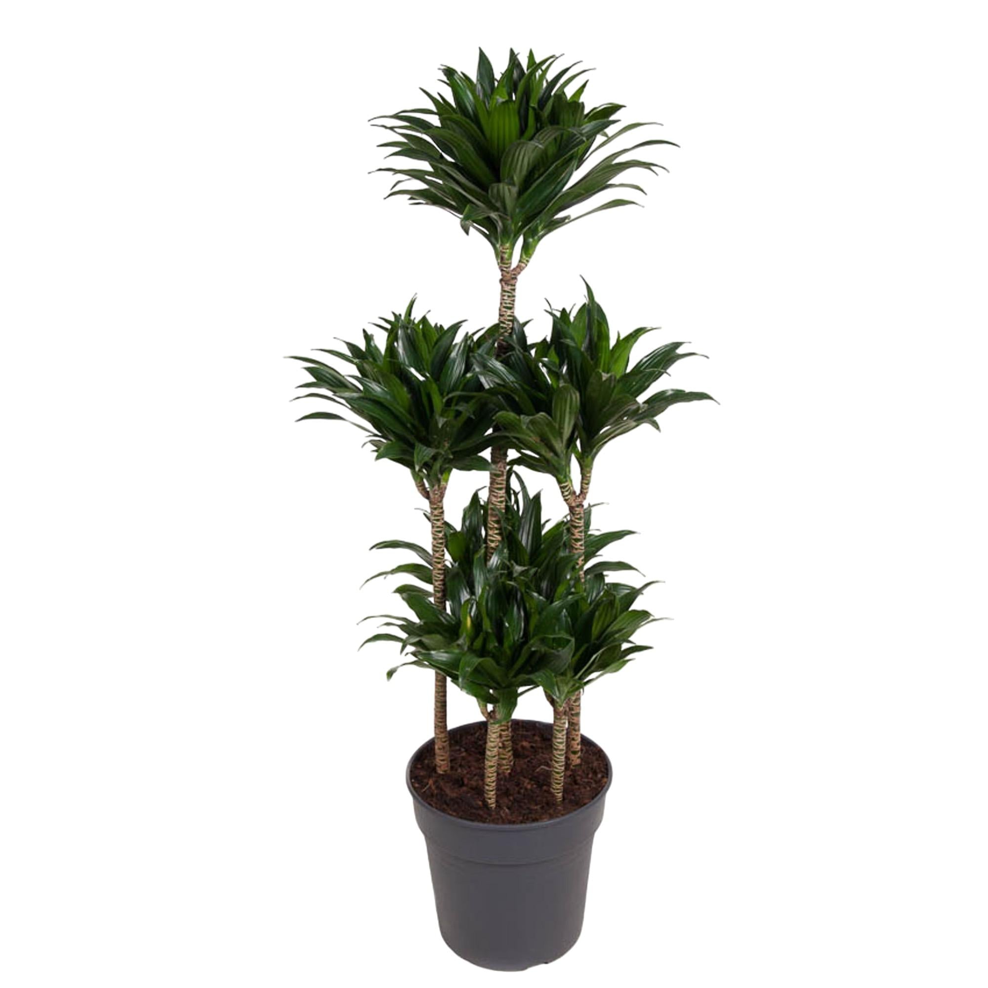 Dracaena Compacta Carrousel (drakenbloedboom) 130 cm hoog, pot ø31 cm