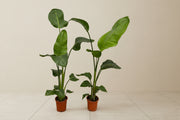 Strelitzia Nicolaï