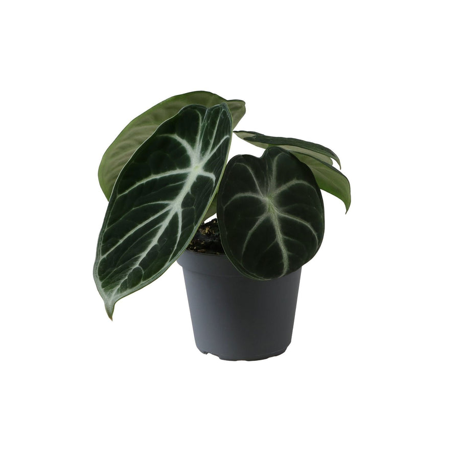 Ucho słonia (Alocasia 'Ninja') 10 cm wysokości, doniczka ø6 cm